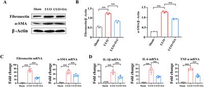 Efficacy of Oroxylin A in ameliorating renal fibrosis with emphasis on Sirt1 activation and TGF-β/Smad3 pathway modulation